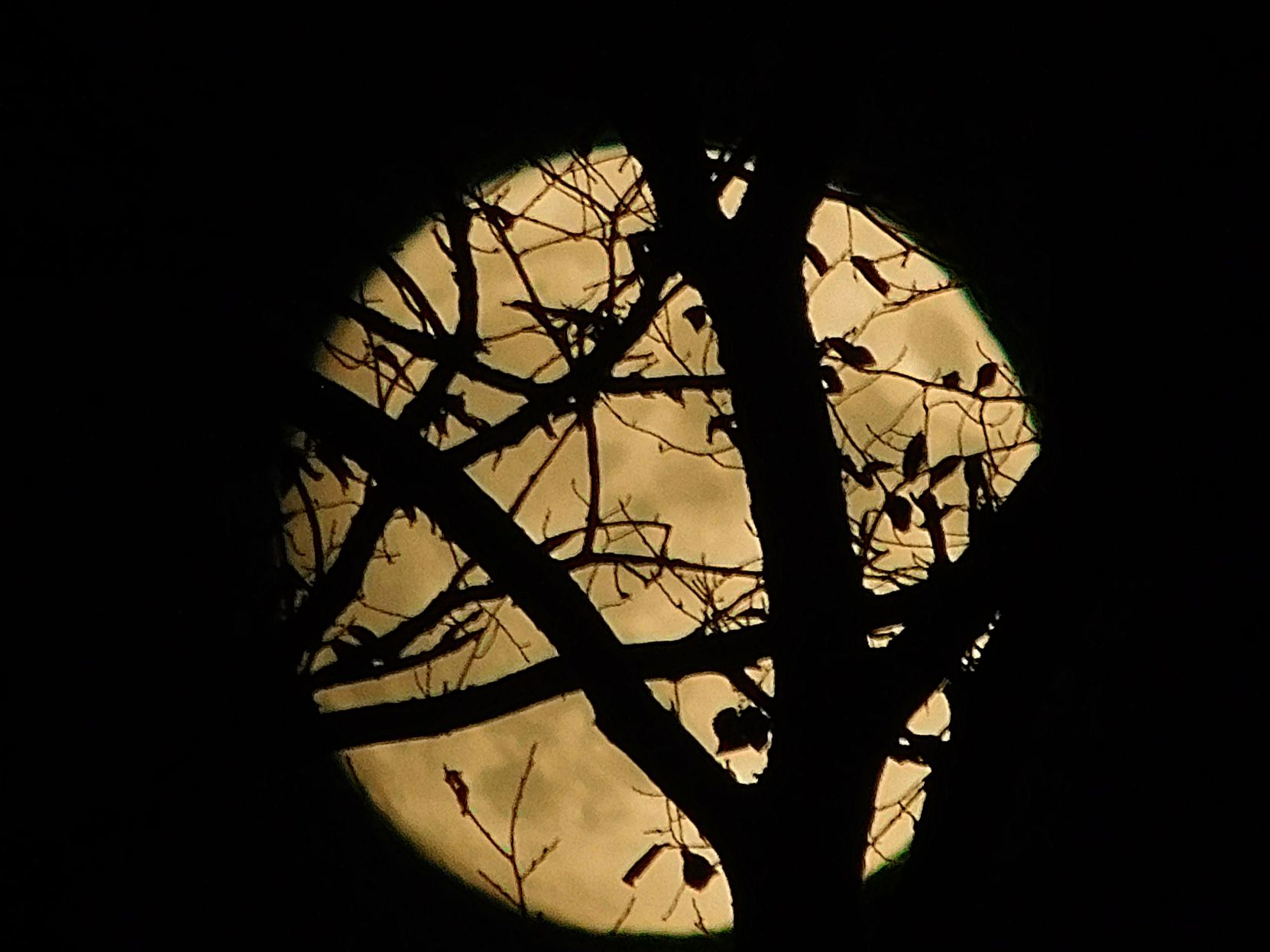 Autumn Moon Rising